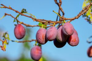 como podar arboles frutales