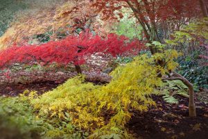 arce japonés podar árboles ornamentales