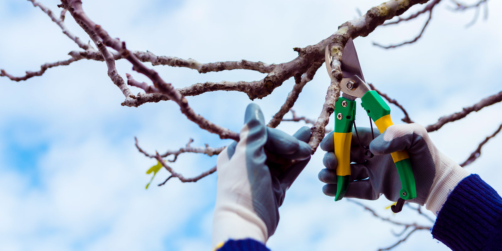 como hacer poda de limpieza