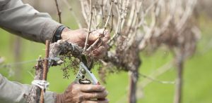 mejor tijera de podar profesional